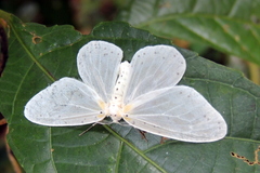 Genusa destituta