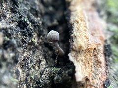 Mycena meliigena