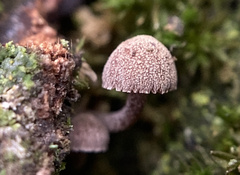 Mycena meliigena