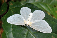 Genusa destituta