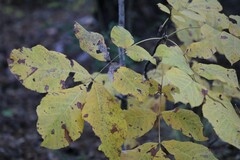 Carya tomentosa