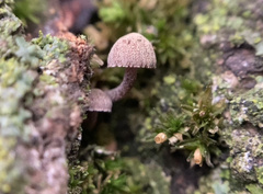 Mycena meliigena