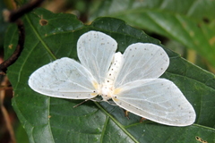 Genusa destituta
