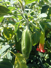 Brugmansia sanguinea