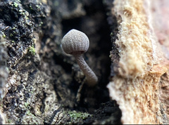 Mycena meliigena