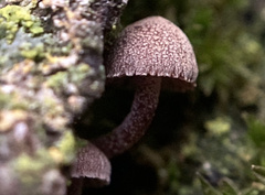 Mycena meliigena