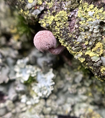 Mycena meliigena