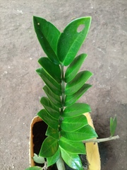 Zamioculcas