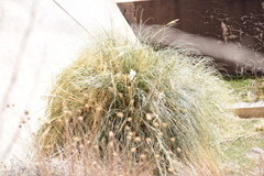 Cortaderia