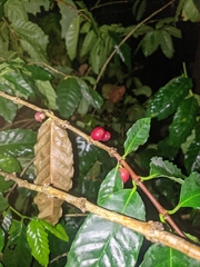 Coffea arabica
