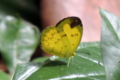Eurema andersoni