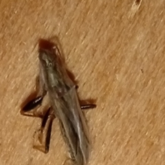 Paromius longulus