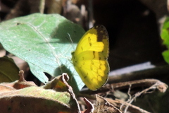 Eurema andersoni