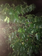 Coffea arabica