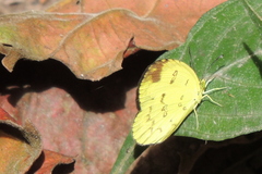 Eurema andersoni