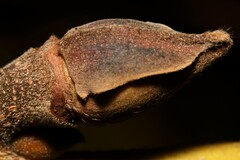 Carya tomentosa