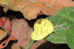 Eurema andersoni