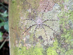 Pandercetes