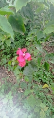 Bougainvillea spectabilis