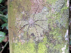 Pandercetes