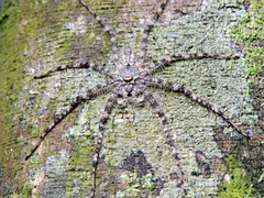 Pandercetes