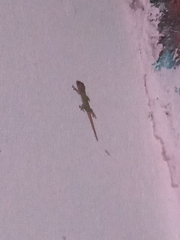 Hemidactylus frenatus