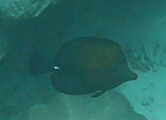 Zebrasoma scopas