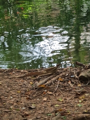 Basiliscus basiliscus