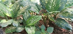 Dieffenbachia