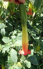 Brugmansia sanguinea