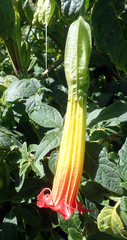 Brugmansia sanguinea