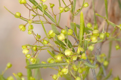 Dodonaea viscosa angustissima