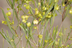 Dodonaea viscosa angustissima