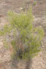 Dodonaea viscosa angustissima