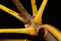 Carya tomentosa