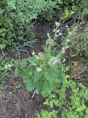 Verbesina microptera