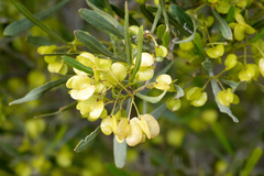 Dodonaea viscosa angustissima
