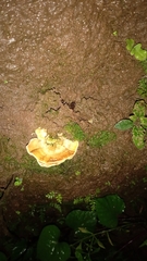 Trametes menziesii