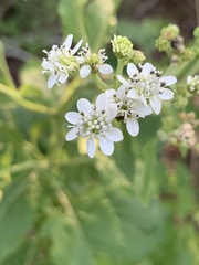 Verbesina microptera