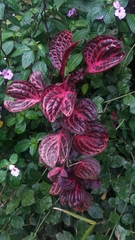 Iresine diffusa herbstii