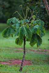 Cecropia peltata