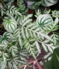 Pteris