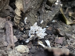 Xylaria