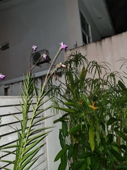 Papilionanthe