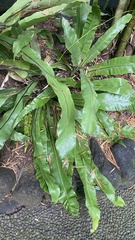 Asplenium nidus
