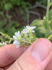 Verbesina microptera