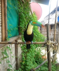 Ramphastos