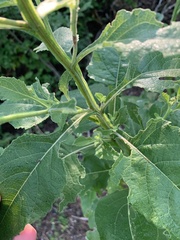 Verbesina microptera