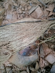 Miscanthus floridulus