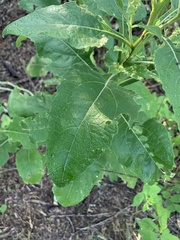 Verbesina microptera